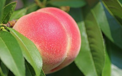 peach-2721852_1280