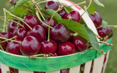 קטיף דובדבנים קמפינג אי שם 2021