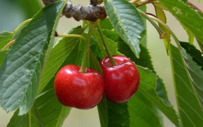 קטיף דובדבנים קמפינג אי שם